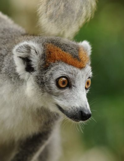 Lemur coronatus