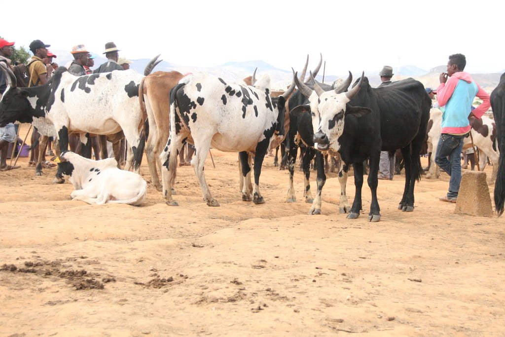 Marché des zébus Ambalavao