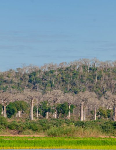 Baobab