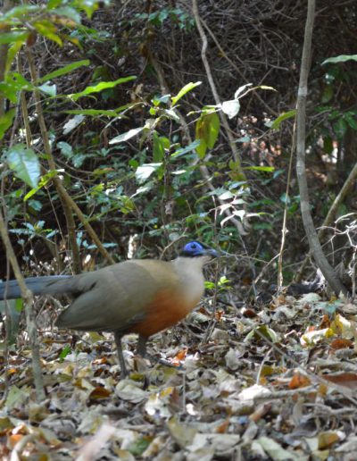 Coua Geant de Madagascar