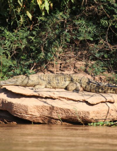 Crocoile du Nil Tsiribihina