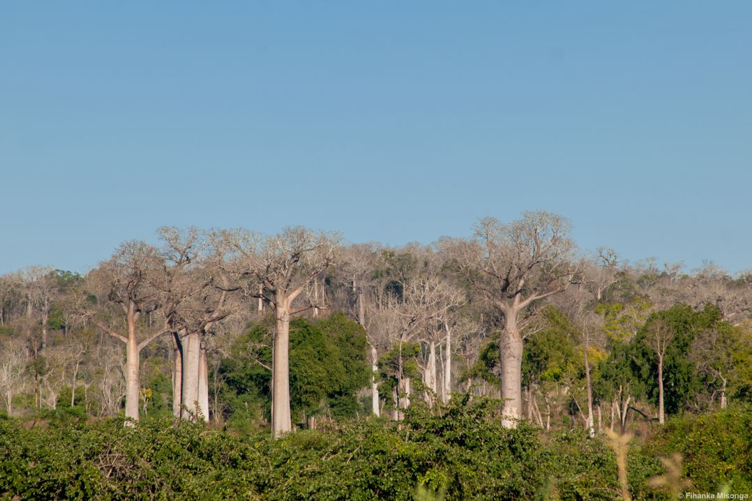 La Tsiribihina Et Les Baobabs - Lahimena Tours