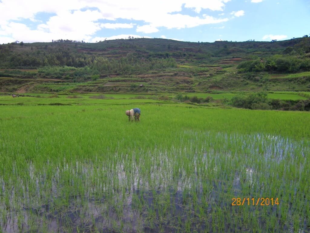 Paysages Rizière Hauts Plateaux Madagascar