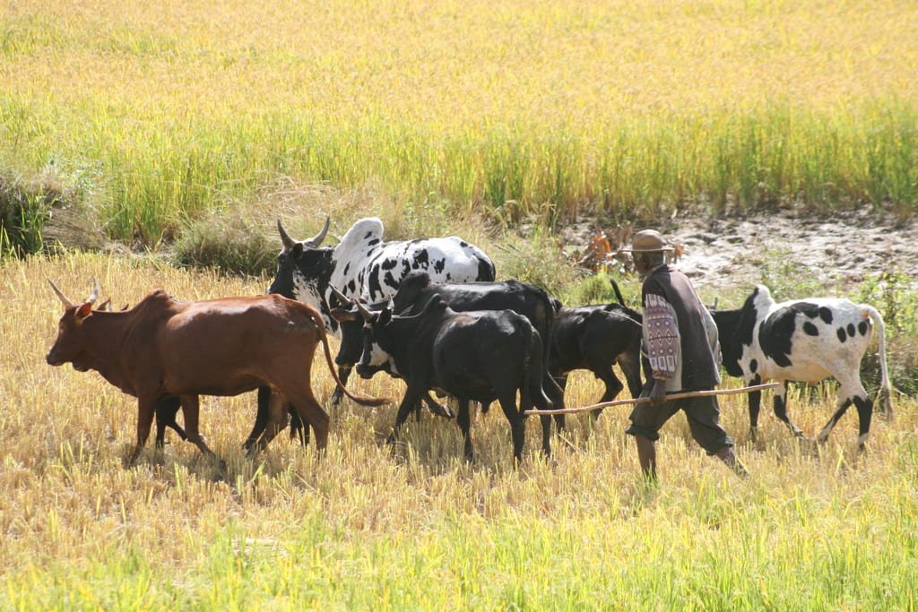 Zébu travaillant dans les rizière dans la Vallée de Tsaranoro