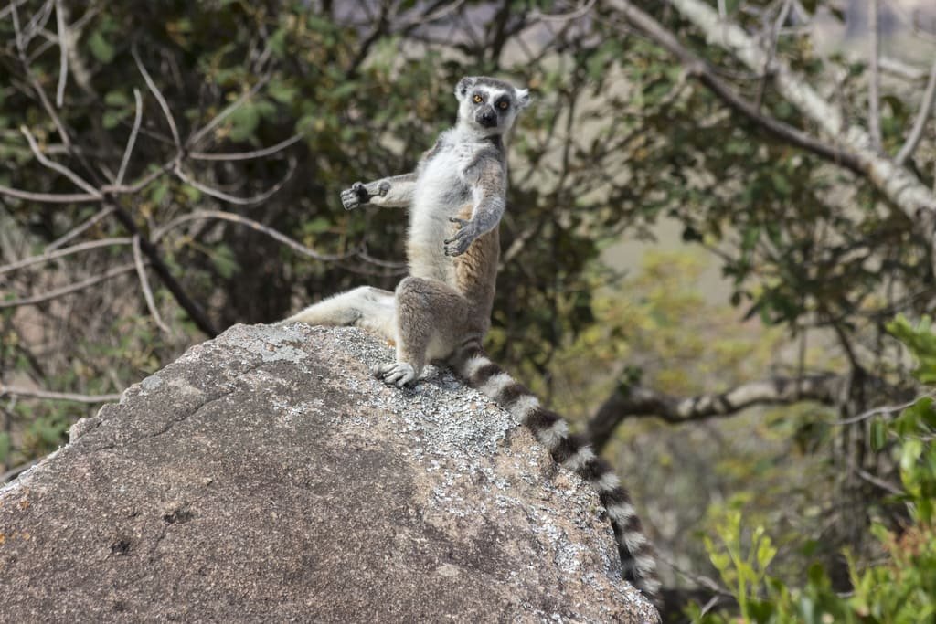 lemur catta
