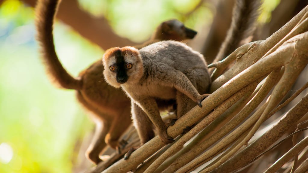 Lemuriens de Madagascar