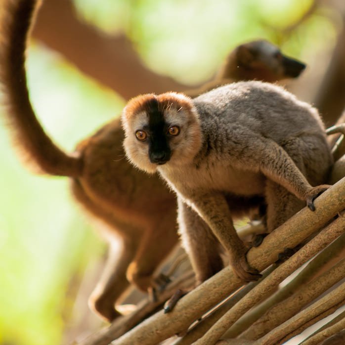 Lemuriens de Madagascar