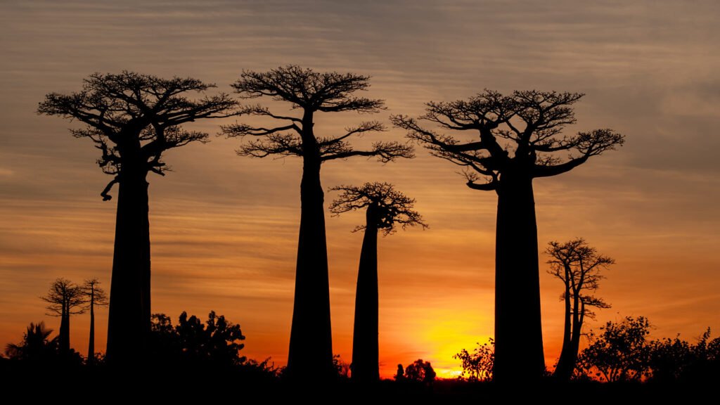 Iguane de Madagascar Sunset Baobab - Lahimena Tours